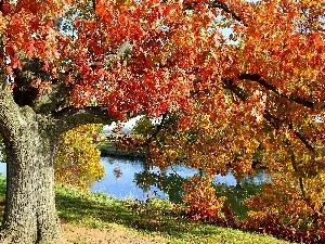 River, oak, Old car, Autumn
