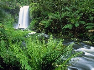 jungle, River, landscape