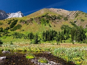 River, forest, Mountains, Meadow