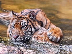 rocks, River, tiger