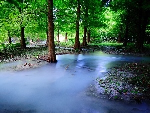 River, spilled, Spring, forest