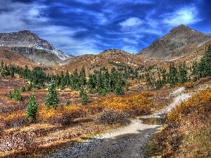 Spruces, River, Mountains