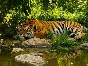 tiger, River, lying