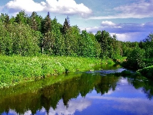 River, coast, trees, viewes