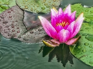 water, River, lilies