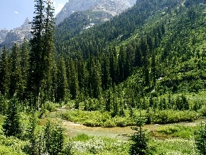 woods, River, Mountains