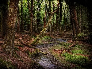 River, New Zeland, forest