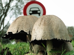 Sign, road, Cana