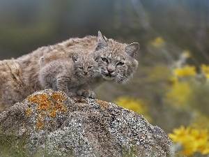 an, Rock, lynx