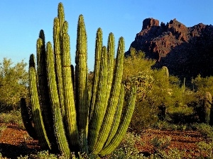 Bush, rocks, Cactus