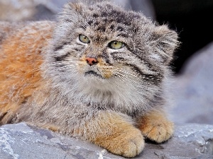 Manul, Rocks, lying