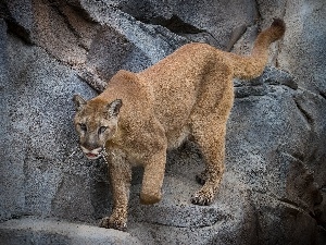 rocks, cougar