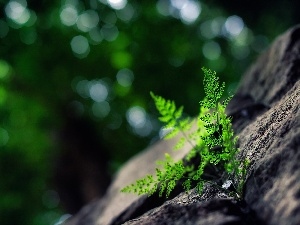 Rocks, Fern