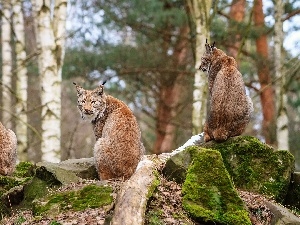 forest, rocks, lynx