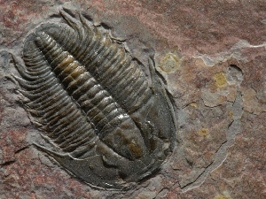 Insect, Rocks, PRESSED