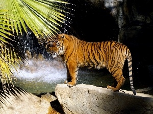 Leaf, Rocks, tiger