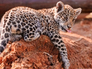 Leopards, Rocks, small