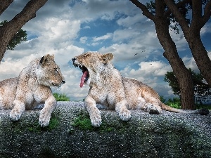 lionesses, Rocks, Two