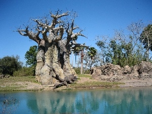 Stones rocks, Baobab, River, trees, Sky, viewes
