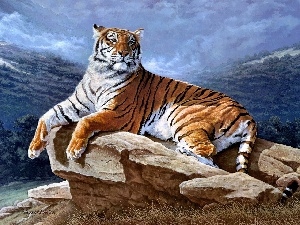 rocks, tiger