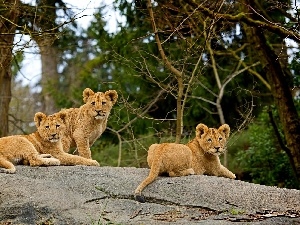 tigers, Rocks, Three