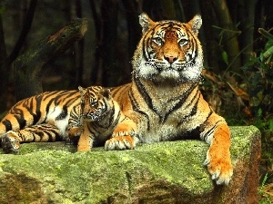 Rocks, tigress