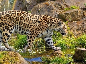 water, rocks, Jaguar
