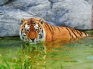 water, rocks, tiger