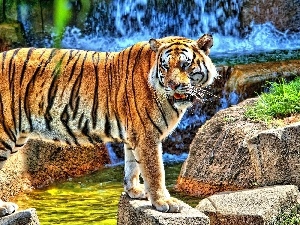 waterfall, rocks, tiger