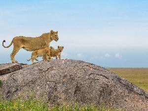 young, Rocks, Lioness