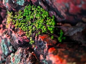 Sempervivum, rocky, Rocks