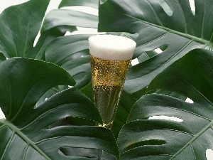 Rododendronu, Leaf, glass, champagne