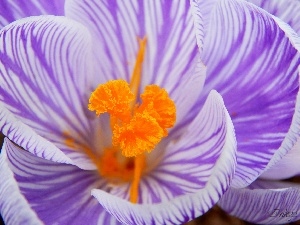 rods, stripes, crocus, purple