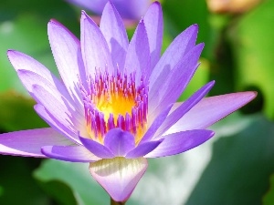 water-lily, rods, Colourfull Flowers, flakes