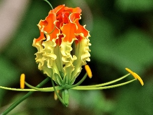 rods, Colourfull Flowers, Gloriosa