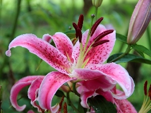 lilies, rods, Pink