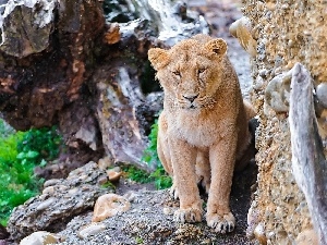 rocks, root, Lion