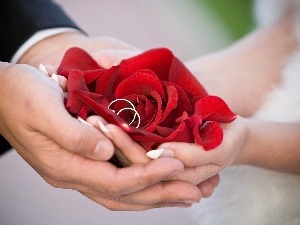 rose, hands, Women, a man