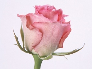 rose, pink, blooming, bud