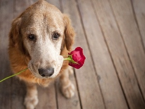 rose, red hot, dog, floor