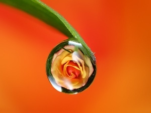 rose, Rosy, leaf, droplet