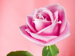rose, Pink