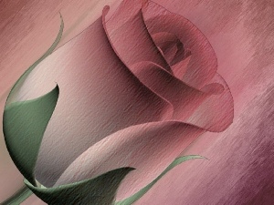 rose, Pink