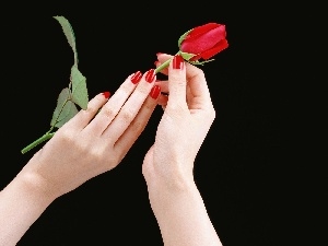 rose, hands, red hot