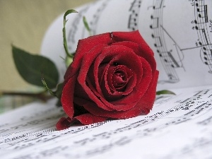 rose, Tunes, red hot