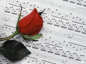 rose, Tunes, red hot