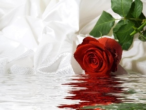 textile, rose, water