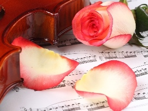 Tunes, rose, violin