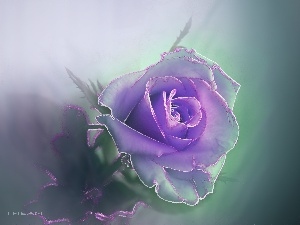rose, Violet