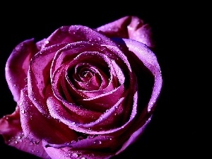 rose, Violet
